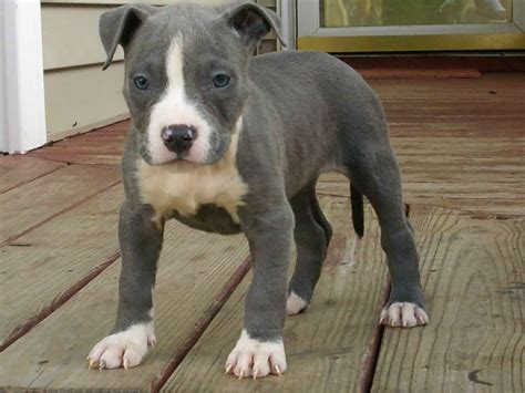Blue American Staffordshire Terrier Puppy Want