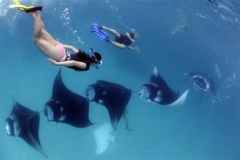 Swim With Manta Rays In Nusa Penida ALL Inclusive Kuta