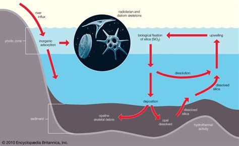 Marine Ecosystem Physical And Chemical Properties Of Seawater