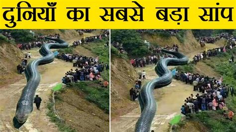 पूरा का पूरा देश निगल जाता अगर ये जिन्दा होता What If Titanoboa Was