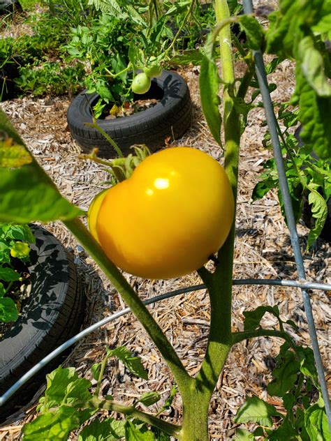 Lucid Gem Tomato Gardening