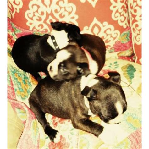 Boston terrier, illinois » chicago. 3 female Boston terrier pups Ckc registered in Jacksonville, Florida - Puppies for Sale Near Me