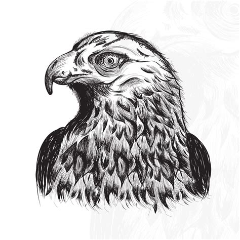 Hand Drawn Eagle Head Illustration How To Draw Hands Drawing