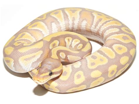 Coral Glow Goldblush Mojave Morph List World Of Ball Pythons