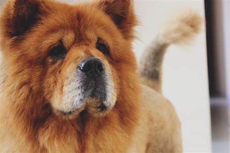Chow Chow Temperament Origins And Care Breed Guide