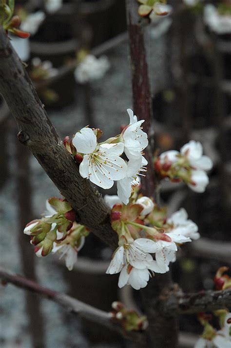 Soil type weeping cherry tree, cherry flowering trees Stella Cherry (Prunus avium 'Stella') in Burlington ...