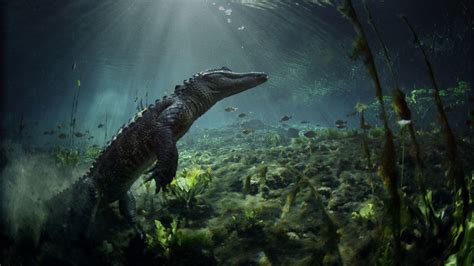 Crocodile In Everglades National Park Florida Hd Wallpaper