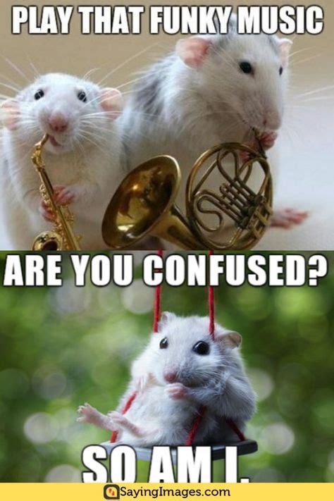20 Mouse Memes Youll Find Adorable Memes Animal Memes Funny Memes