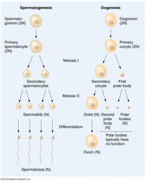 Perbedaan Spermatogenesis Dan Oogenesis Dalam Bentuk Tabel Berbagi