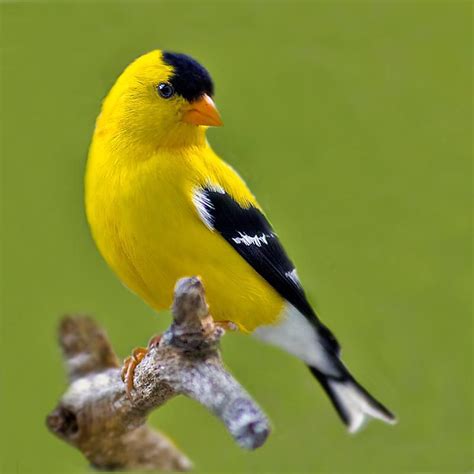 American Goldfinch Pretty Birds Beautiful Birds Animals Beautiful