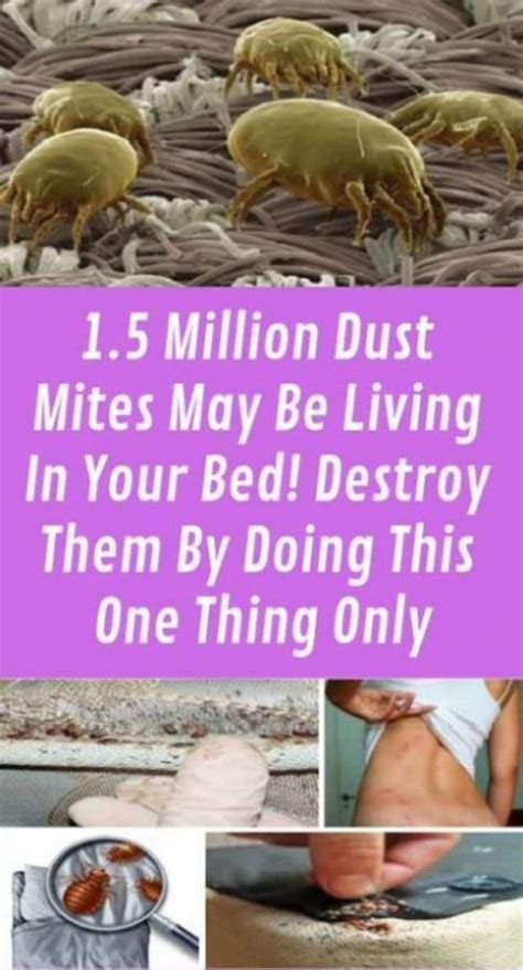 Millions Of Dust Mites Live In Your Bed And You Could Kill Them In A