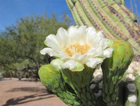 Saguaros Are Blooming 8 Facts About Saguaro Blossoms Tucson Life