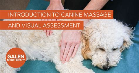 Introduction To Canine Massage And Visual Assessment Online Course