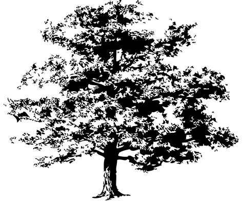 Oak Tree Silhouette Vector At Collection Of Oak Tree