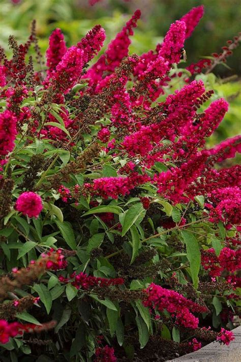 How To Plant Butterfly Bush In Your Garden Tricks To Care