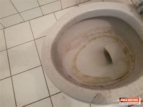 What Causes Mold To Grow In Toilet Bowl