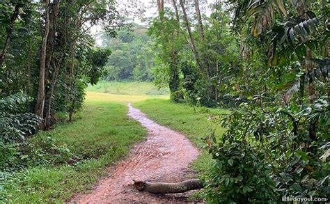 The pocket of wilderness is shrouded by tall trees so you won't be able to spot a single hint of civilisation in sight. Walking The Rail Corridor: Exploring The Clementi Forest ...