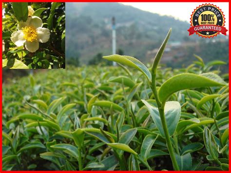 50 Seeds Fresh Green Tea Plant Seeds Camellia Sinensis Original