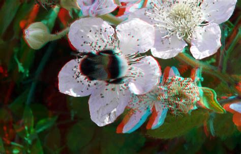 Anaglyph Stereo Redcyan Roses Nesselande 3d Lumix H Ft012 Flickr