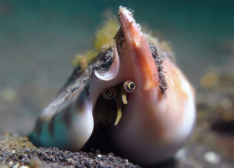 Conch Snail Peeks Out R NatureIsFuckingLit