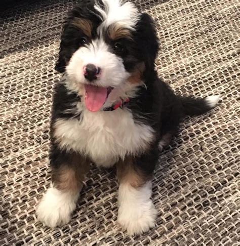 Bernedoodles in san jose, california. Bernedoodle Breeder Seattle, Washington Alaska, California ...