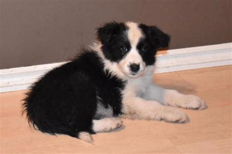 Socialization training should be given to the border collie puppies so that they can get along well with other dogs and pets comfortably. border collie australian shepherd mix puppies in Apple ...