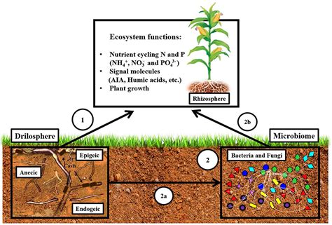 Frontiers Earthworms Building Up Soil Microbiota A Review
