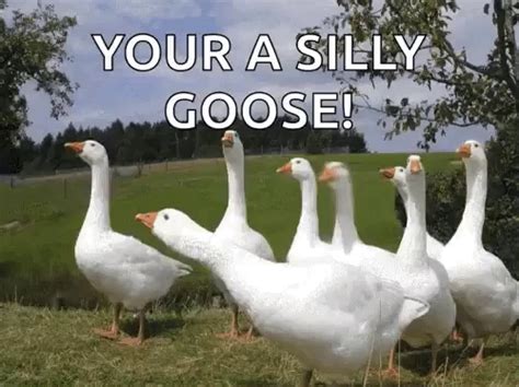 Silly Goose Funny Pictures Goimages Today