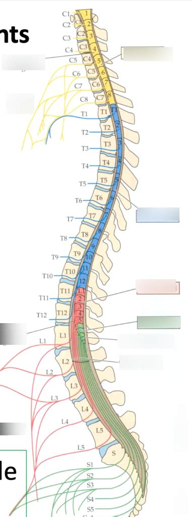 Spinal Cord Anatomical Regions Diagram Diagram Quizlet
