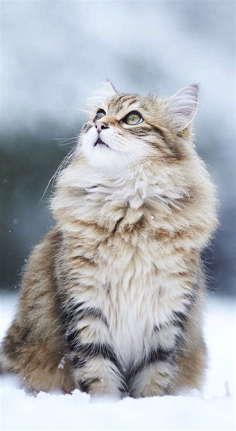 Pinterestpmooose Beautiful Cats Pretty Cats Cats