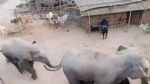 O GRITO DO BICHO 3 Elefantes selvagens invadem e destroem aldeia na Índia