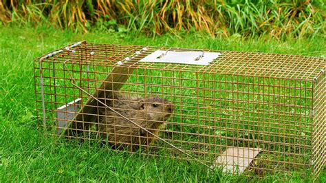 How to trap a groundhog lethally. Scrap the trap when evicting wildlife | The Humane Society ...