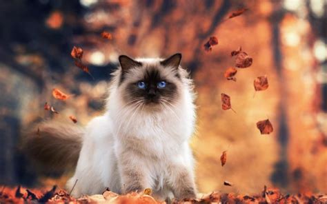 10 Himalayan Cat Hd Wallpapers Background Images