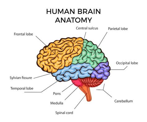 Human Brain Anatomy Infographics Diagram Premium Vector Freepik