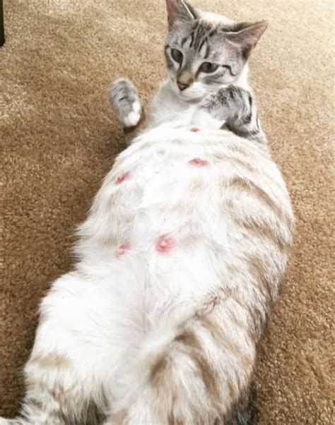 11 cats so pregnant you just can t look away cuteness