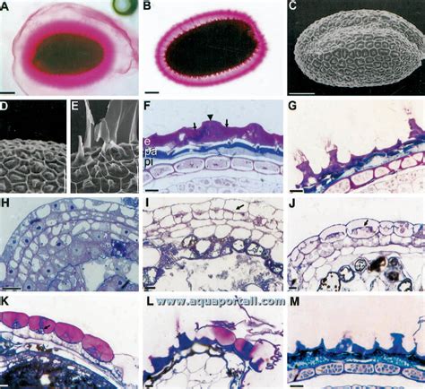 Cellule S Cr Trice De Mucilage D Finition Et Explications