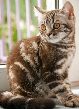 Brown is more commonly seen along with tabby stripes. The Tabby Cat - Cat Breeds Encyclopedia