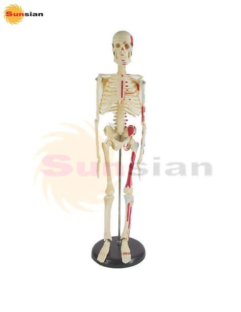 45cm Human Skeleton Model With Colored Muscle Human Skeleton