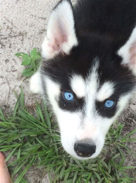 But before you do that, read some tips on how to choose a good and responsible breeder. Siberian Husky Puppies For Sale | Sebring, FL #251407
