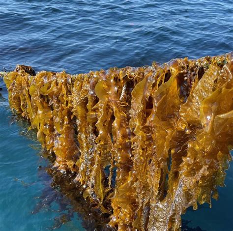 New Seaweed Farm Off The Norwegian Coast Seeks To Remove Co2 From The