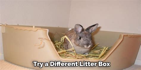 How To Stop Rabbit From Digging In Litter Box Explained In 09 Steps