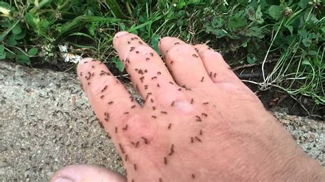 Maybe you would like to learn more about one of these? Little Ants Big Bites - YouTube