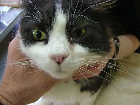 Recognizing the symptoms of aural polyps can help you determine when you need to take your cat to the vet. Cat middle ear polyp - Dr. Robert Hilton