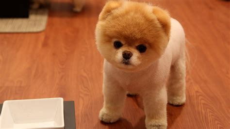 Cute Little Pomeranian Dog Full Hd Desktop Wallpapers 1080p
