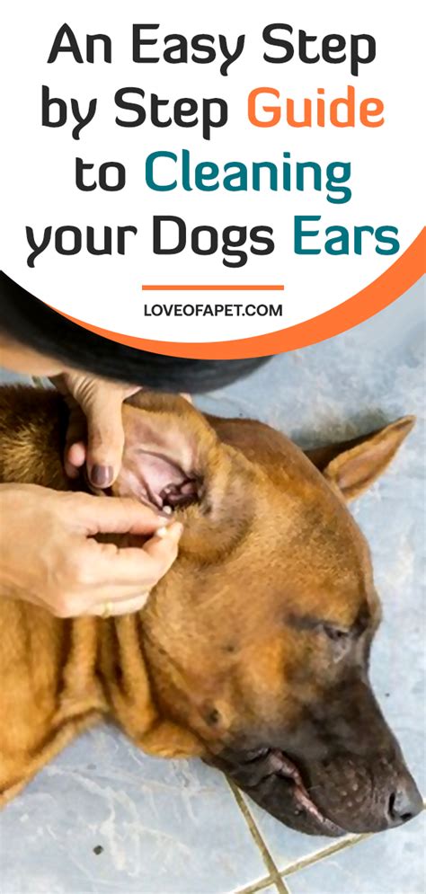 How To Clean Dogs Ears At Home 5 Steps Love Of A Pet Dog Ear Dog