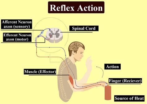 What Is Reflex Action Write Its Types And Two Examples Of Each