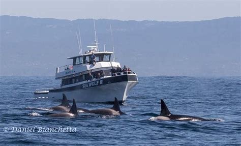 Monterey Bay Whale Watch 2020 All You Need To Know