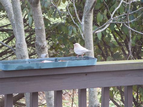 Found A Small All White Bird Today Can Anyone Identify It Located In