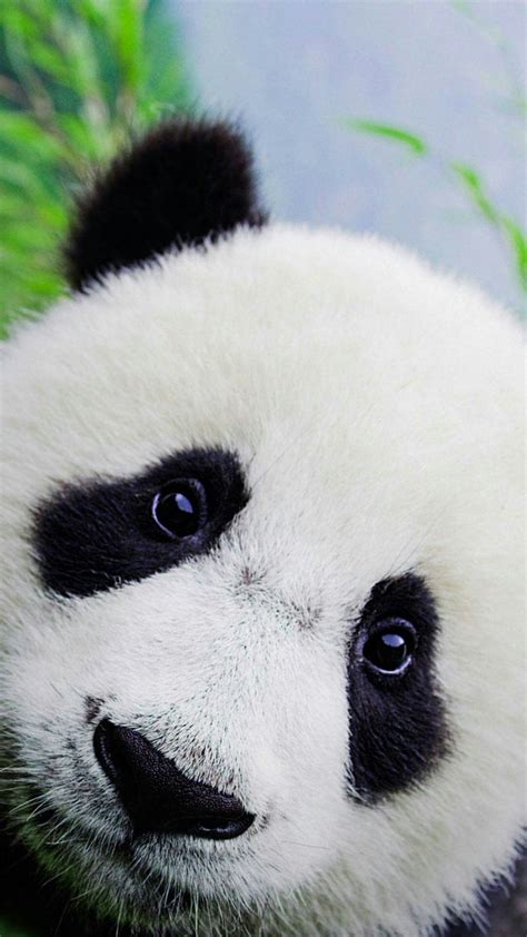 Pin De Daniela Huertas En Panda Imagenes De Osos Panda Osos Panda