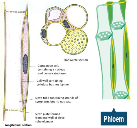 59 Transport In Plants Functions Of Xylem And Phloem Biology Notes